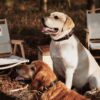 Dog Collars - Image 2