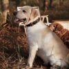 Dog Collars - Image 3