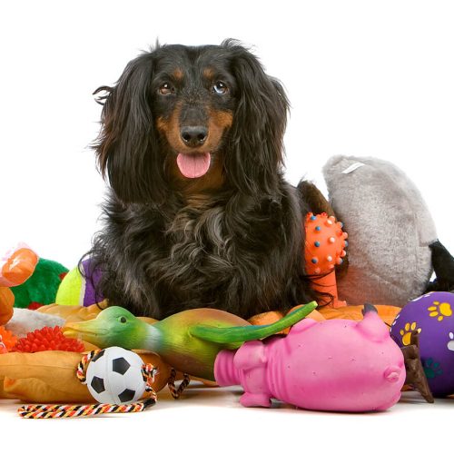 what dog toys are good for dogs